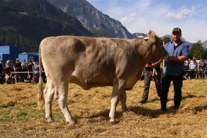 Vize Miss Rind OB_ Valerius EDELWEIS von Matthias Stadler Altdorf UR CH 120.1391.7655.0